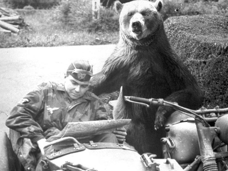 Wojtek El Oso Soldado Que Pele En La Guerra Adopta Una Mascota Wojtek El Oso Soldado Que Pele En La Guerra Adopta Una Mascota