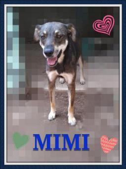 Mimi en adopción responsable
