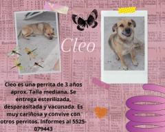 Cleo en adopción