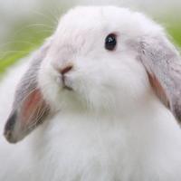 Conejo Belier en adopción