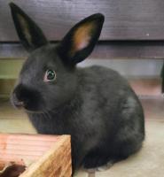 Conejo negro