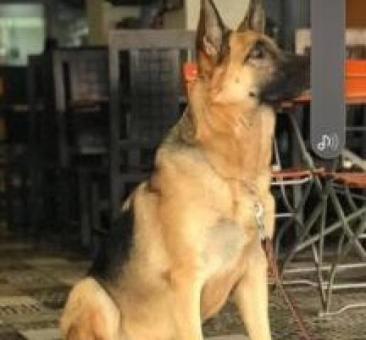 Doy en adopción perra pastor aleman