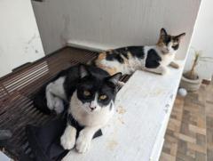 2 gatitos en adopción (hembra y macho)
