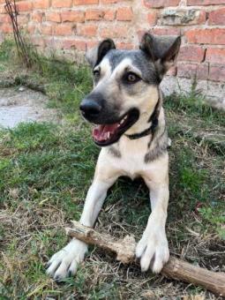 Adopta Karenka - Pastor Belga Cruza - Hembra 1.5 años - talla mediana