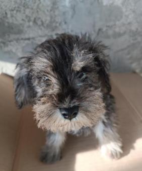 Schnauzer cachorrito en adopción