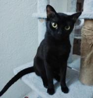 Gatita negra en adopción