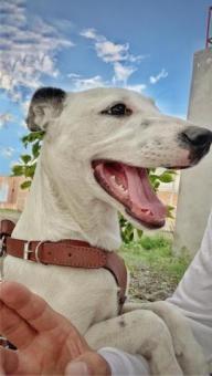 Blanca en adopción