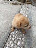 Cachorros en adopcion