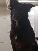 Sol en adopcion responsable