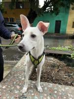 Adopta a Nala