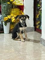 Perrita mestiza en adopción