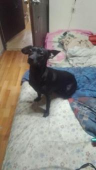 Lili en adopcion talla chica