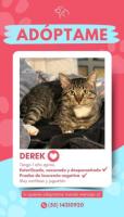 Derek - Gatito en adopción