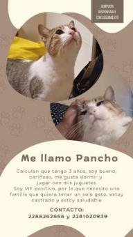 Pancho busca un hogar