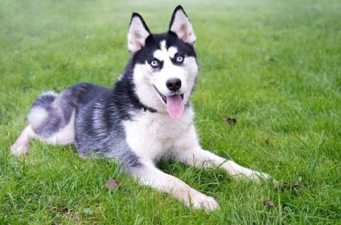 Hermosa Husky en adopción