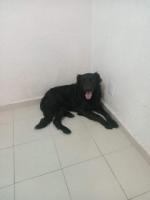 Frijolito en adopcion