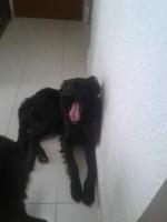 En adopcion responsable