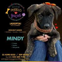 Mindy, bebe de 3 meses