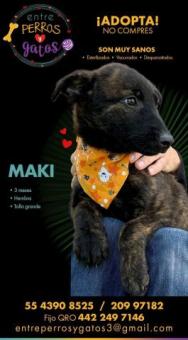 MAKI, bebe de 3 meses , talla grande