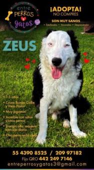 ZEUS, guapisimo border collie cruza