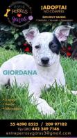 Giordana, cachorra 5 meses