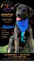 Bongo, jugueton