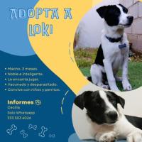 Loki en adopción