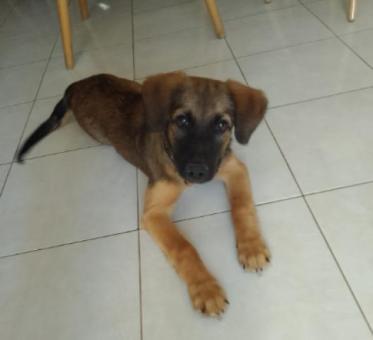 Adopción de perrita adorable de 5 meses