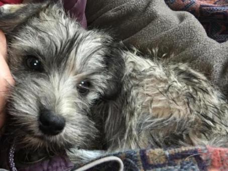 Schnauzer en adopción