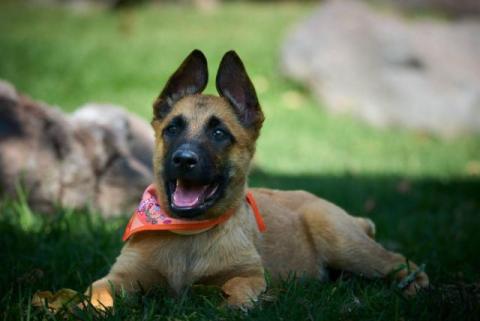 OSO, cachorro 3 meses, talla grande