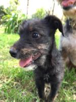 Hermoso cachorrito tipo Schnauzer