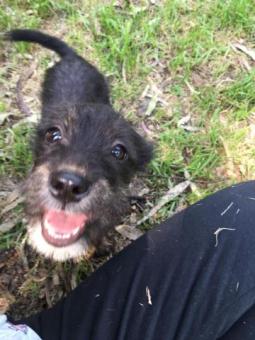 Hermoso cachorrito tipo Schnauzer