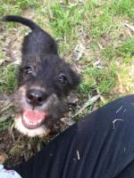 Hermoso cachorrito tipo Schnauzer