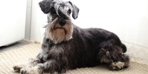 Schnauzer en adopción