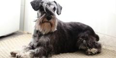 Schnauzer en adopción