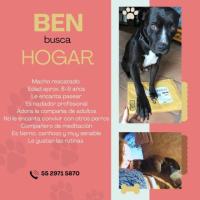 BEN busca hogar