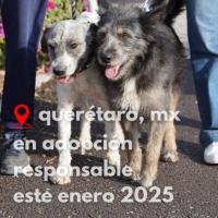 HERMANOS EN ADOPCION RESPONSABLE 2025