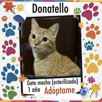 Gato macho en adopción