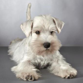 Schnauzer en adopcion