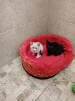 Bebés de dos meses y medio en adopción