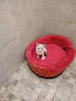 Nieve en adopción responsable