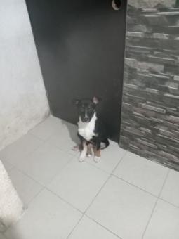 Capuchina en adopción resonsable