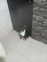 Capuchina en adopción resonsable