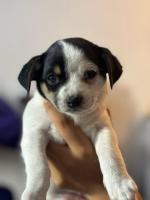CACHORRITOS CRUZA DE CHIHUAHUA CON SALCHICHA
