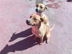 Perro mediano con mucha energia