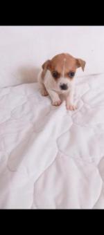 Lindos bebés en adopción responsable salchihuahuas