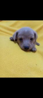 Adopción responsable pomechicha