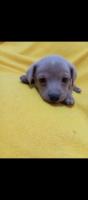 Adopción responsable pomechicha
