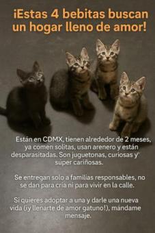 Adopción de gatitos