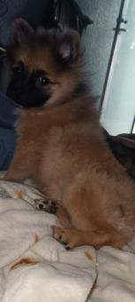 Pomerania macho